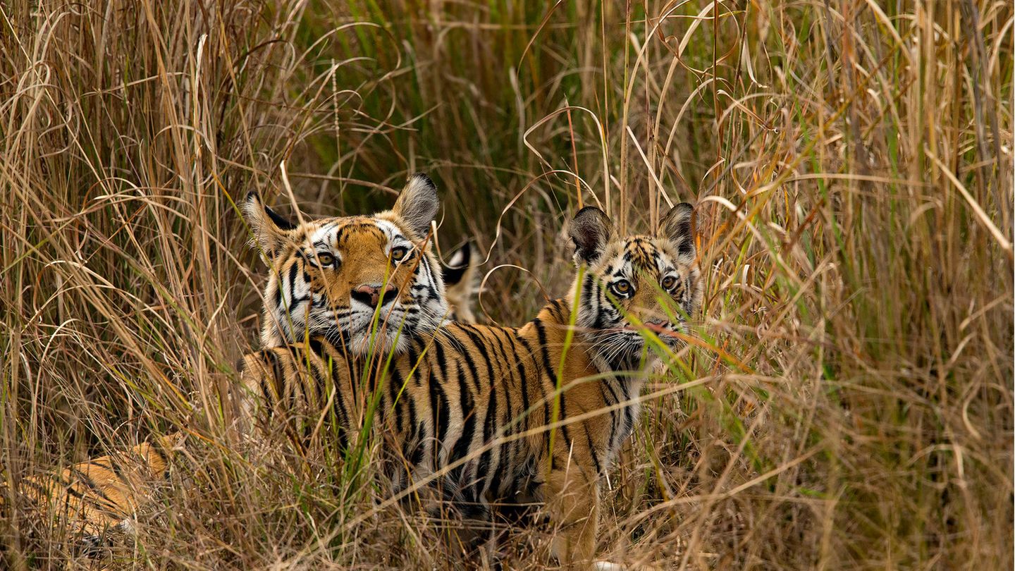 Tigerjunge begrüßen ihre Mutter im Bandhavgarh-Nationalpark, als sie von der Jagd zurückkehrt