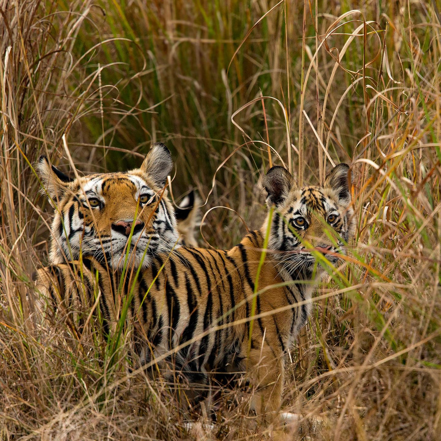 Lebensraum des weißen Tigers