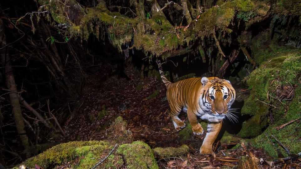 Tiger Artenschutz Ein wilder Tiger bewegt sich nachts durch einen biologischen Korridor für Wildtiere