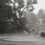 In Sarasota hat "Ian" diesen Baum entwurzelt