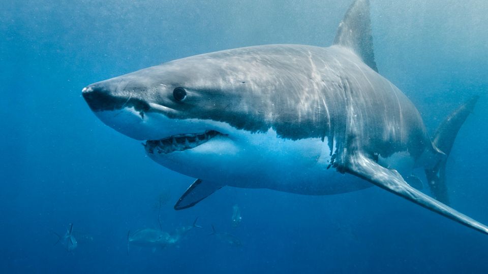 Unsichtbare Gefahr: Weiße Haie breiten sich an Nordostküste der USA aus