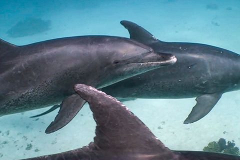 Trauernde Delfin-Mutter trägt verstorbenes Kalb auf dem Rücken