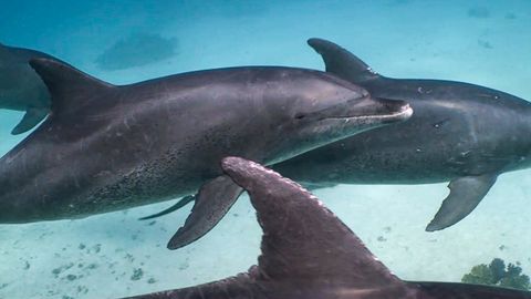 Trauernde Delfin-Mutter trägt verstorbenes Kalb auf dem Rücken