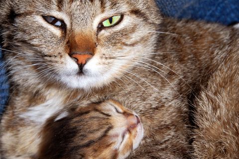 Eine Katze mit ihrem Jungtier, der Milchtritt ist angeboren