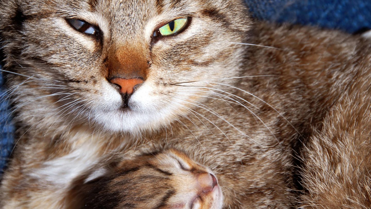 Eine Katze mit ihrem Jungtier, der Milchtritt ist angeboren
