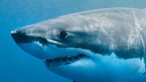 Weißer Hai: GPS-Daten zeichnen Gemälde von Route des Meeresräubers