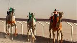 Kamele rasen bei einem Rennen auf der Sheikh-Zayed-Rennbahn um die Wette