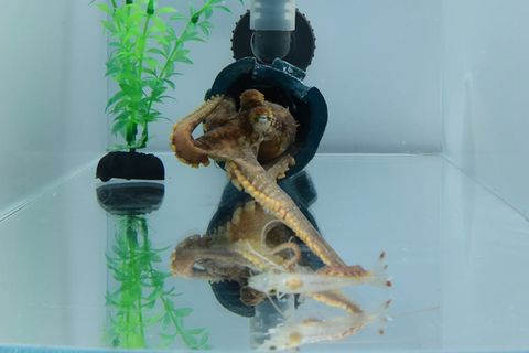 Oktopusse jagde