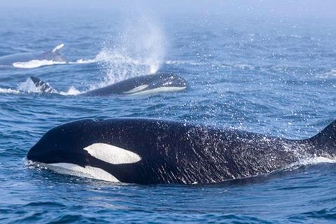 Zwei Buckelwale kämpfen mit einer Gruppe Orcas