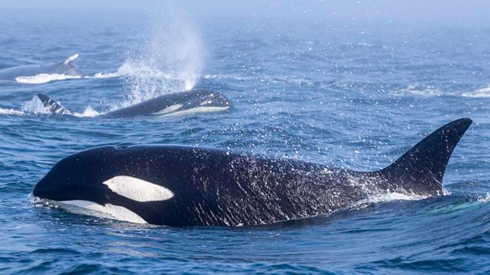 Zwei Buckelwale kämpfen mit einer Gruppe Orcas