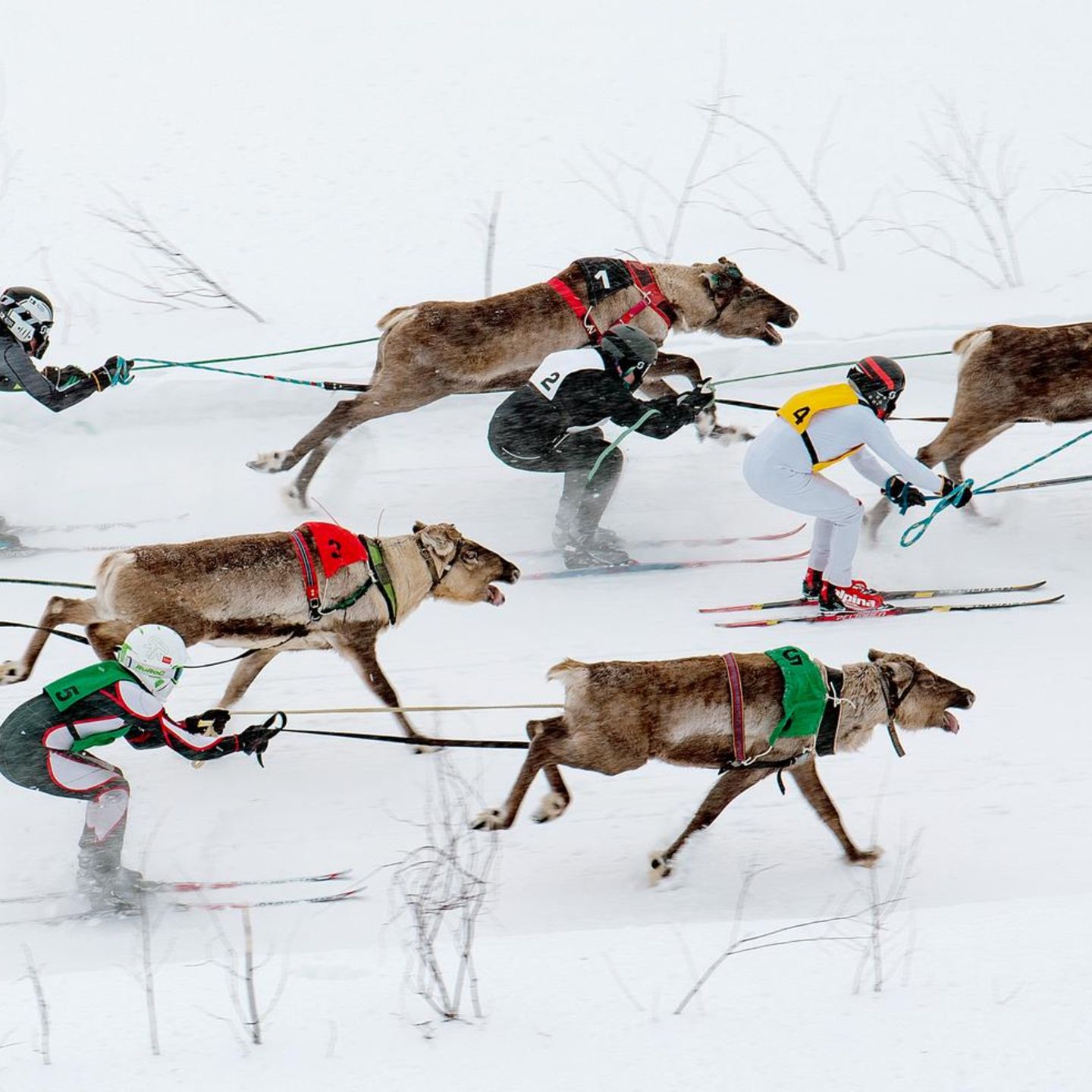Rentierrennen in Finnland