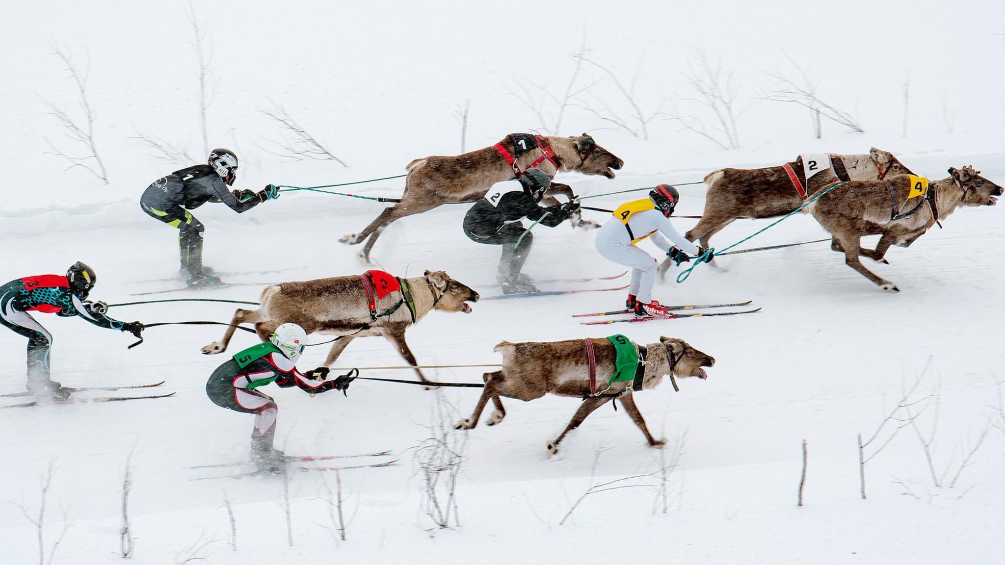 Rentierrennen in Finnland