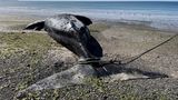 El Doradillo, Argentinien. Ein toter Glattwal (Südkaper), der am Ufer eines Strandes angespült wurde, wird per Tau von einem Schiff des Marinekommandos abgeschleppt. Mindestens 13 tote südliche Glattwale sind in den letzten Tagen an der Küste des Schutzgebiets Golfo Nuevo und Península Valdez im Norden Patagoniens aufgetaucht. Die Todesursache werde untersucht, heißt es vom zuständigen Whale Conservation Institute (ICB).