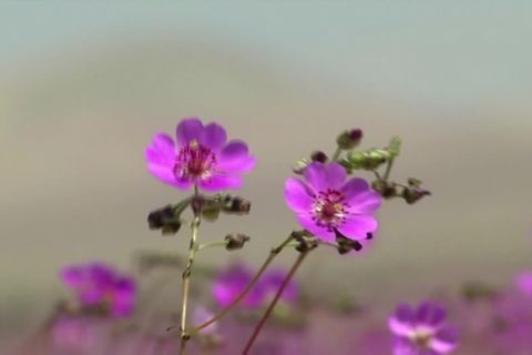Video: Blütenträume in der Atacama-Wüste
