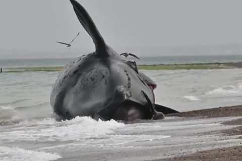 Video: Tote Wale in Patagonien angeschwemmt