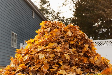 Gartenarbeit: Das sollten Sie im Oktober noch erledigen