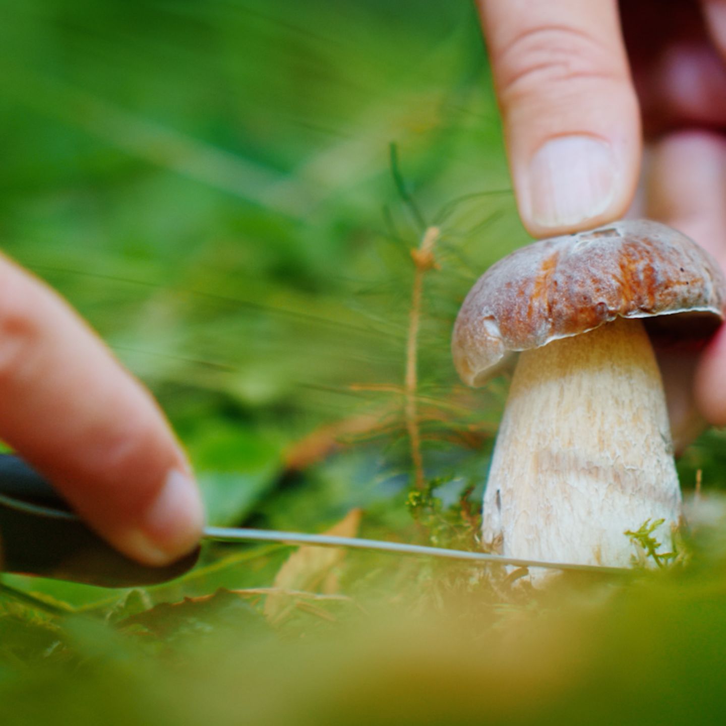Pilze sammeln: Diese sechs Dinge sollten Sie bei der Suche