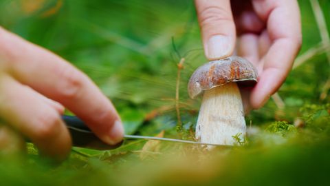 Pilze sammeln: Diese sechs Dinge sollten Sie bei der Suche unbedingt beachten