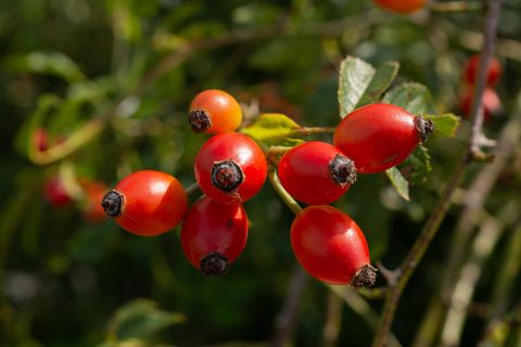 Superfood Hagebutte: Drei einfache und leckere Rezeptideen