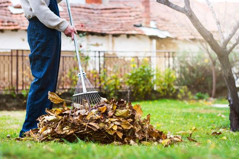 Rasen, Laub und Beete: Hier müssen Gärtner im Oktober dringend ran