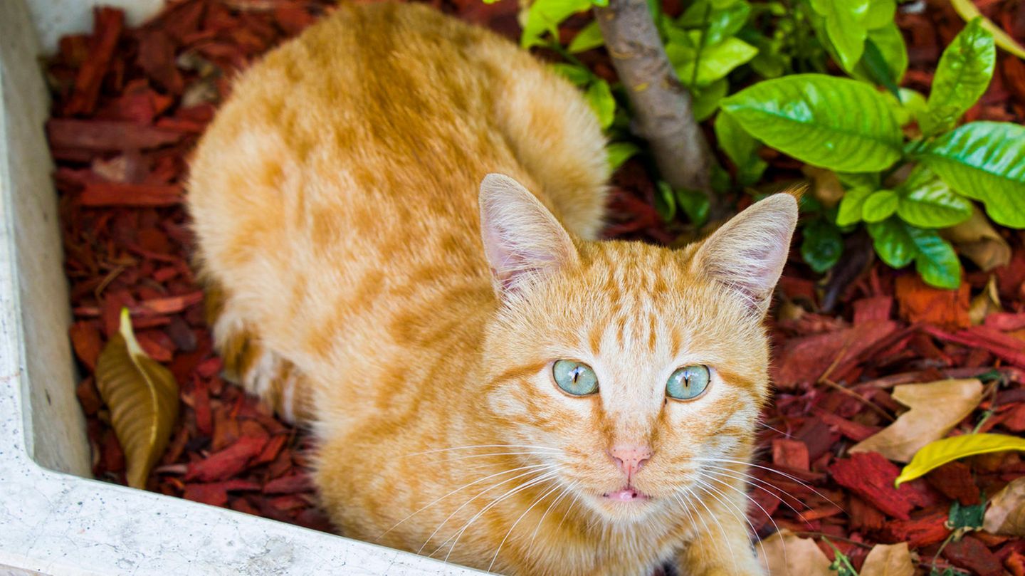 Eine Katze sitzt in einem Blumenkübel