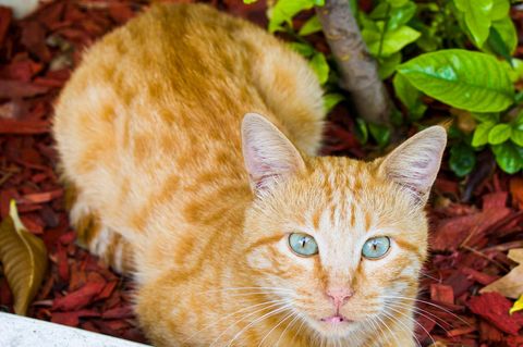 Eine Katze sitzt in einem Blumenkübel