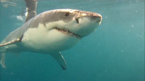 Weltweit erste Aufnahmen: Schwertwale machen Jagd auf Weiße Haie