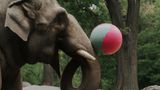 Ein Elefant, der im Central Park mit Bällen spielt? So könnte es aussehen.  Die Bildbeschreibung: "A photo of an elephant playing with balls in the central park, new york, high quality"