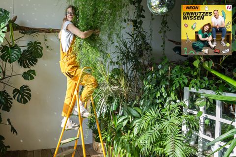 Zimmerpflanzen: Sie können einen Jetlag haben wie wir Menschen