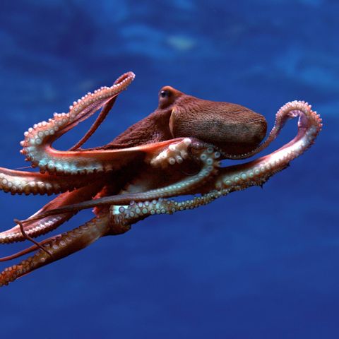 Ein "Gemeiner Oktopus" schwimmt im Wasser