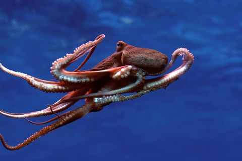 Ein "Gemeiner Oktopus" schwimmt im Wasser