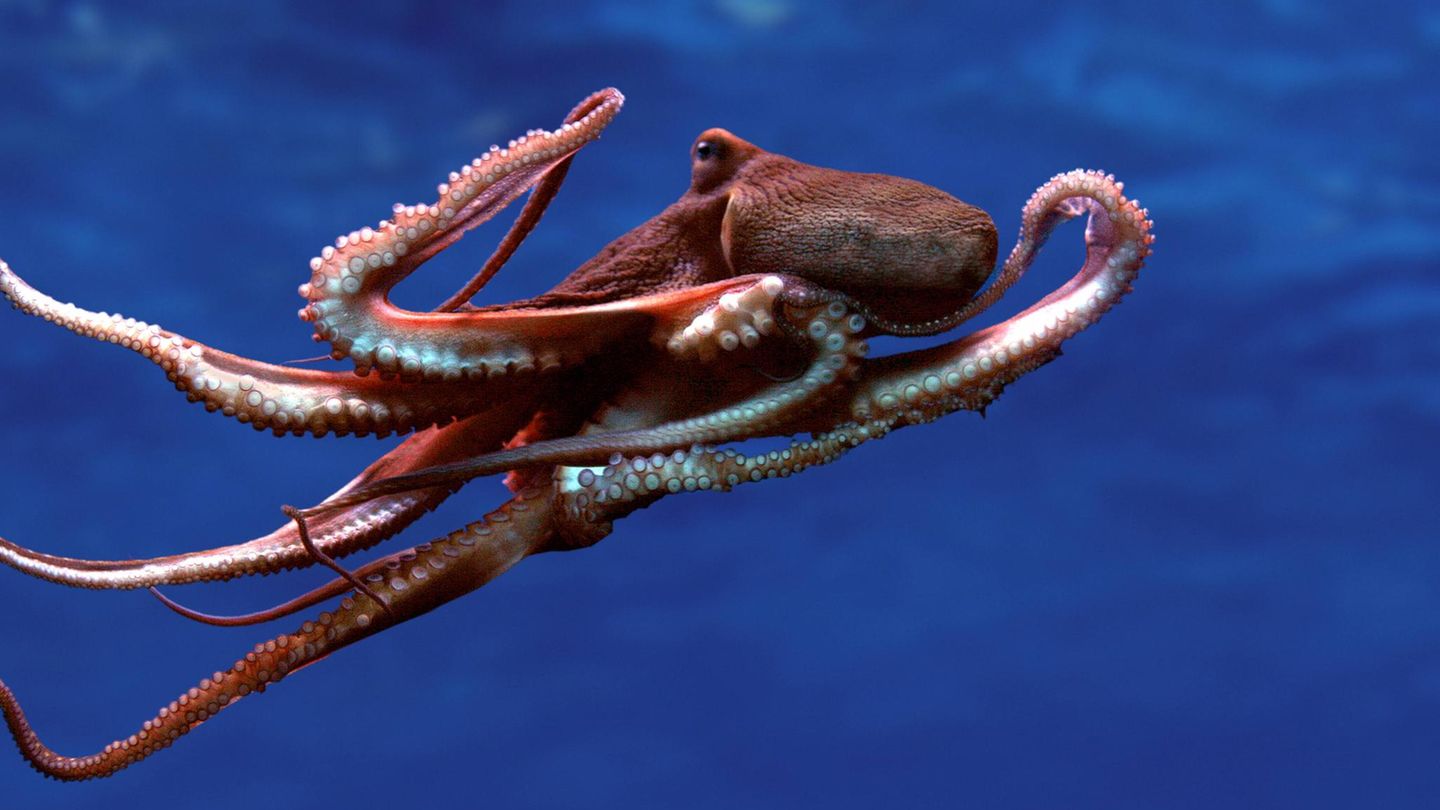 Ein "Gemeiner Oktopus" schwimmt im Wasser