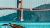 Ein Wal vor der Golden Gate Bridge in San Francisco.  Die Bildbeschreibung: "A photo of the Golden Gate Bridge in San Francisco with a whale, high quality"