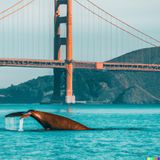 Ein Wal vor der Golden Gate Bridge in San Francisco.  Die Bildbeschreibung: "A photo of the Golden Gate Bridge in San Francisco with a whale, high quality"