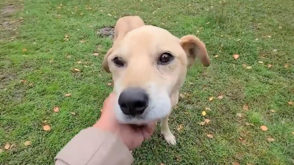 Herzerwärmender Moment: Ukrainische Frau wird nach Bombenangriff wieder mit ihrem Hund vereint Herzerwärmender Moment: Ukrainische Frau wird nach Bombenangriff wieder mit ihrem Hund vereint