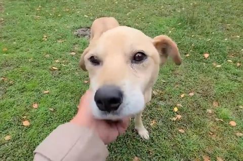 Herzerwärmender Moment: Ukrainische Frau wird nach Bombenangriff wieder mit ihrem Hund vereint