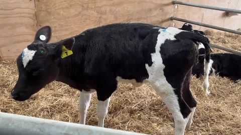 Schlachthof mit Öko-Siegel: Verstörende Aufnahmen: Rinder bluten bei lebendigem Leib aus - und sterben qualvoll