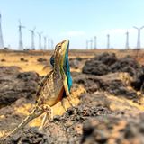 Leguan mit blauer Kehle vor Windrädern