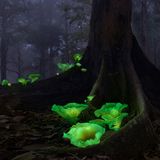 Grün leuchtende Pilze im dunklen Wald