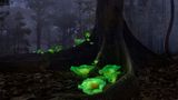 Grün leuchtende Pilze im dunklen Wald