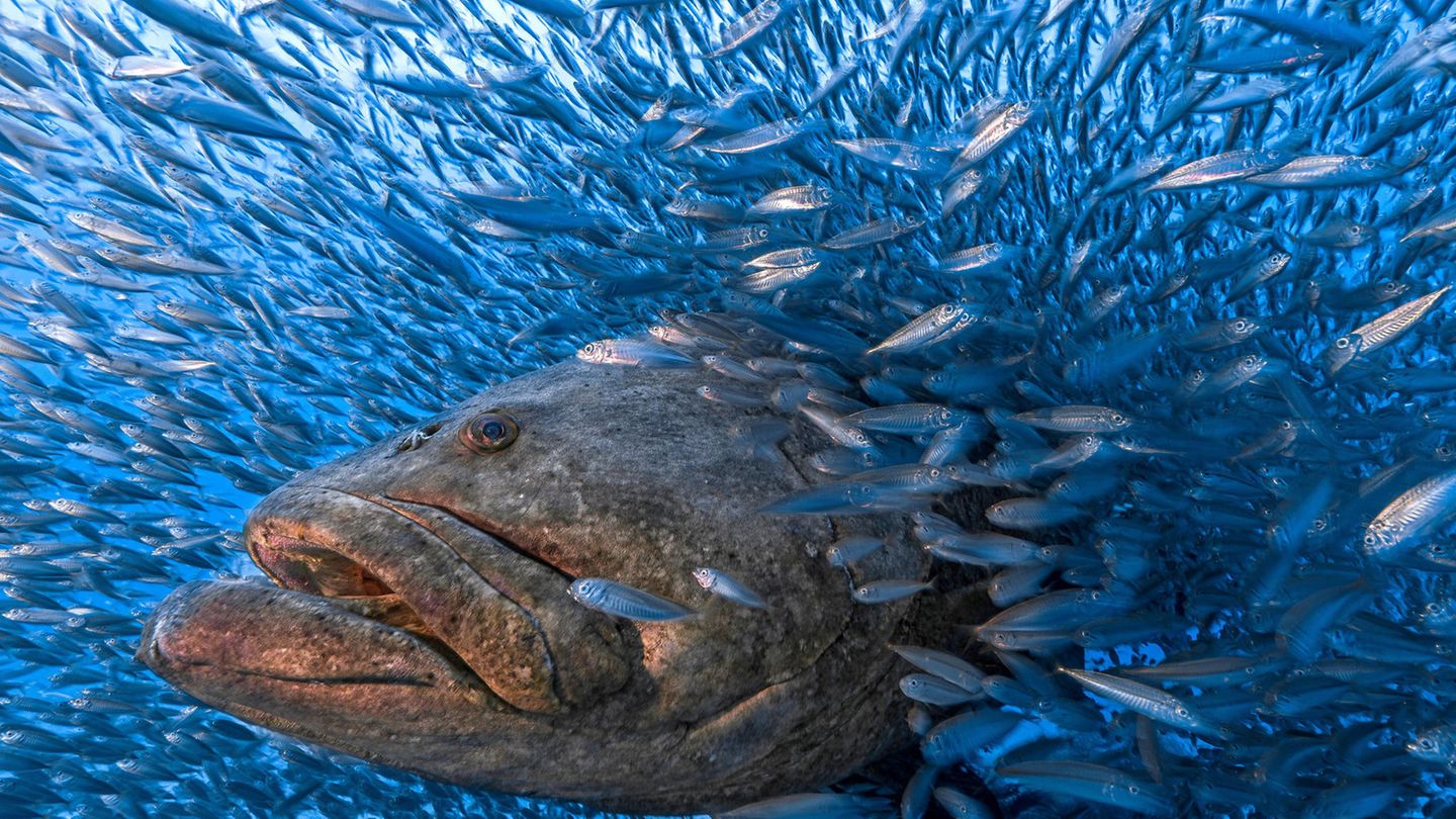 Ein großer Zackenbarsch schwimmt durch einen Schwarm kleiner Fische