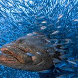 Ein großer Zackenbarsch schwimmt durch einen Schwarm kleiner Fische