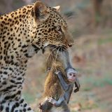Leopard mit erbeuteter Meerkatze