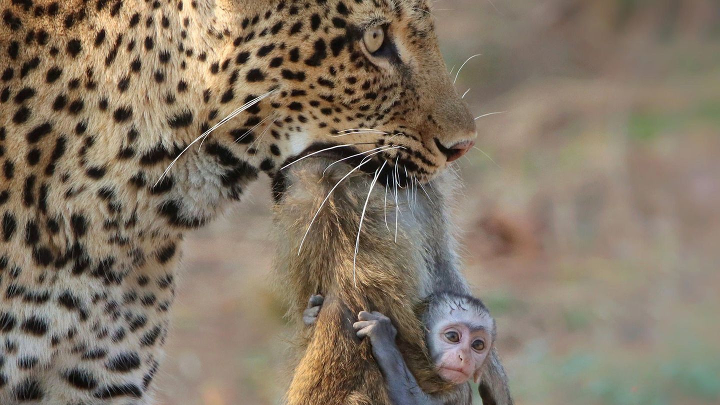 Leopard mit erbeuteter Meerkatze