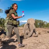 Frau mit Betäubungspfeil in der Hand vor einem ruhig gestellten Elefanten