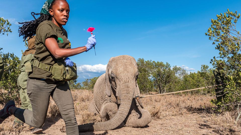 Frau mit Betäubungspfeil in der Hand vor einem ruhig gestellten Elefanten