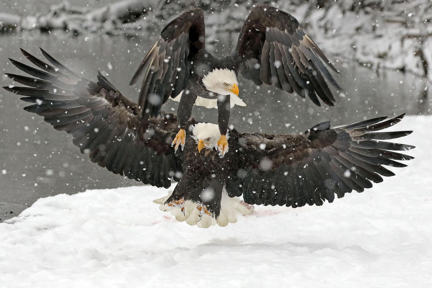 Ein Weißkopfseeadler ist auf einem zweiten gelandet