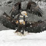Ein Weißkopfseeadler ist auf einem zweiten gelandet