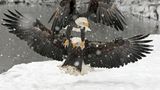 Ein Weißkopfseeadler ist auf einem zweiten gelandet