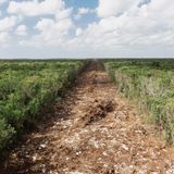 Braunes Band durchschneidet den grünen Dschungel